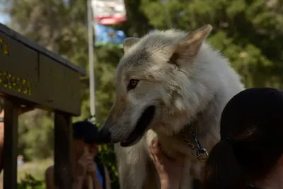 DSC_1668 (Large).JPG